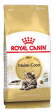 Maine Coon Adult
